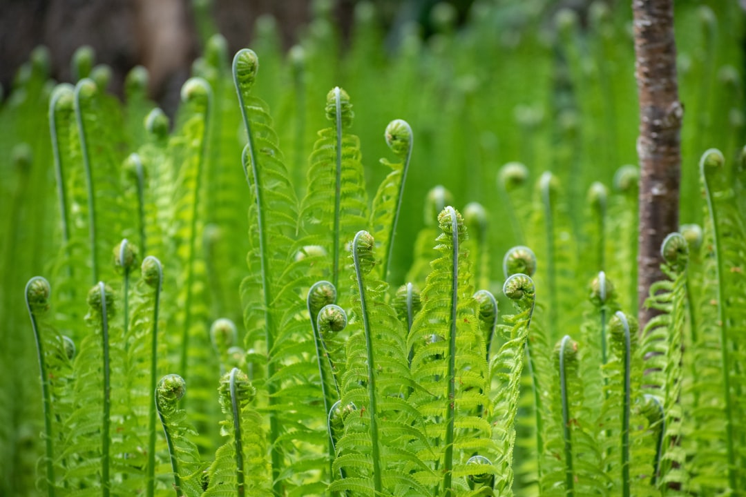 Blooming Gardens: Your Online Green Haven