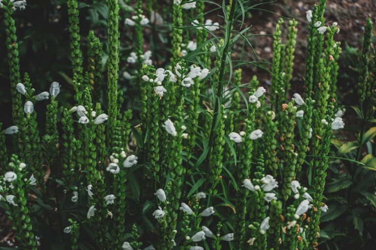 How to Choose the Right Plants for Your Local Climate