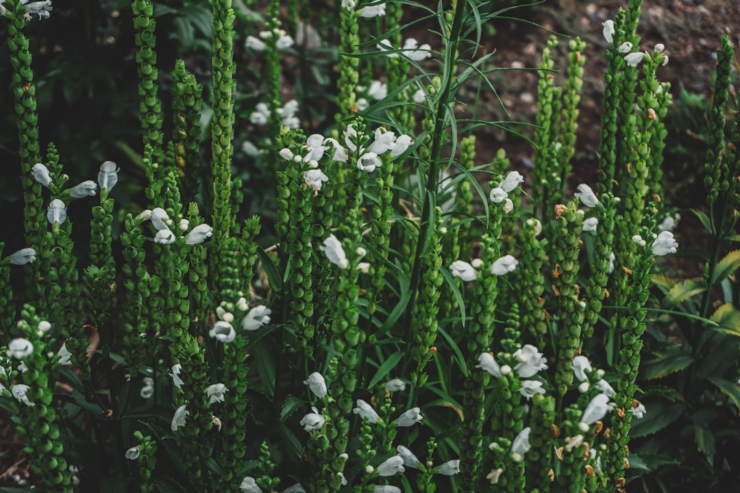 How to Choose the Right Plants for Your Local Climate How to Choose the Right Plants for Your Local Climate
